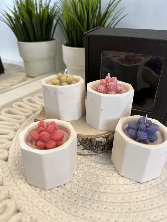 Sukulentu komplekts dizaina traukā